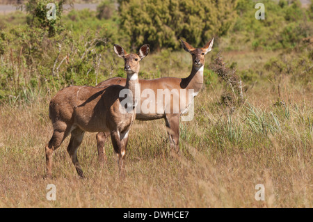 Berg-Nyala Stockfoto