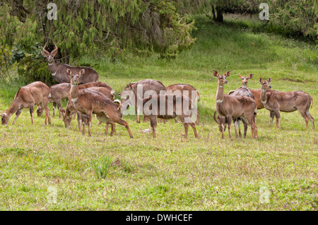 Berg-Nyala Stockfoto