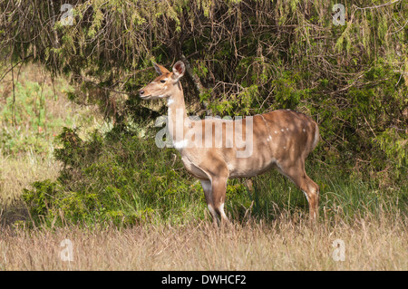 Berg-Nyala Stockfoto