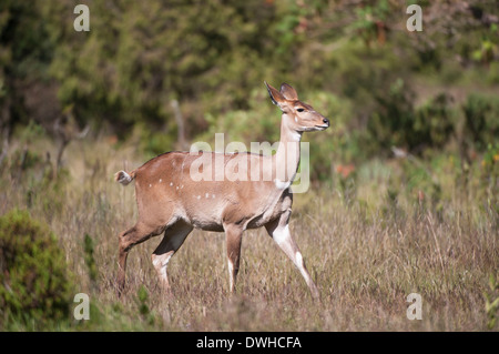 Berg-Nyala Stockfoto