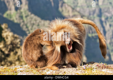 Gelada Pavian Stockfoto