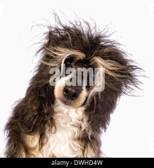 Entzückende Puderquaste Chinese Crested Dog mit strubbeligem Haar isoliert auf weißem Hintergrund Stockfoto