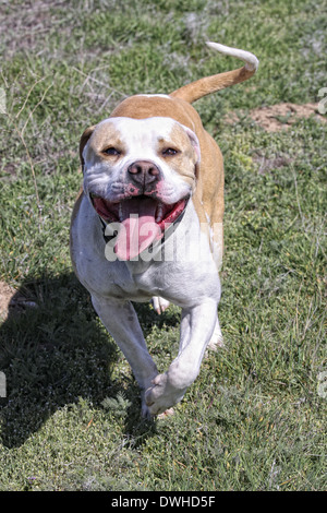 American Pit Bull Terrier läuft auf Kamera im freien Stockfoto