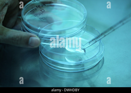 Blaues Licht Pipette Zugabe von Flüssigkeit Wasser Rohre im Labor zu testen. Stockfoto