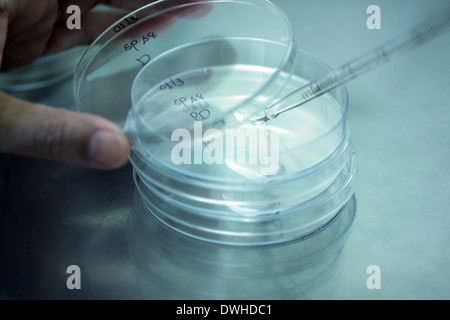 Pipette, Zugabe von Flüssigkeit Wasser um Rohre im Labor zu testen. Stockfoto