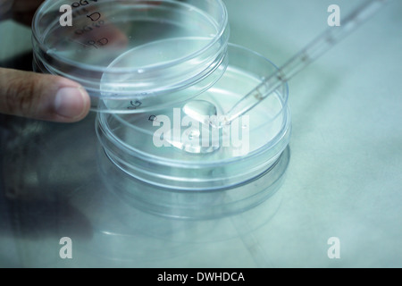 Pipette, Zugabe von Flüssigkeit Wasser um Rohre im Labor zu testen. Stockfoto