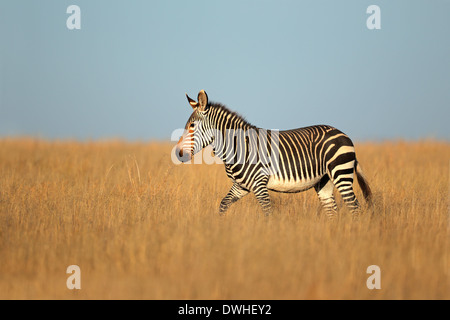 Kap-Bergzebra (Equus Zebra), Mountain Zebra National Park, Südafrika Stockfoto
