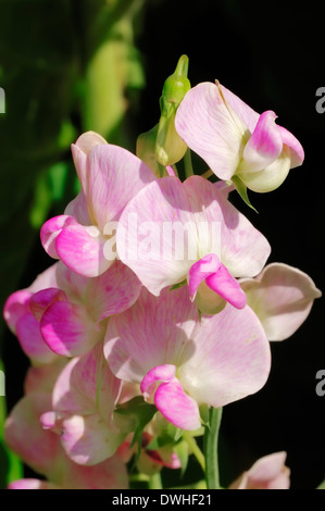 Everlasting Sweat Pea, mehrjährige Erbse oder mehrjährige Peavine (Lathyrus Latifolius) Stockfoto