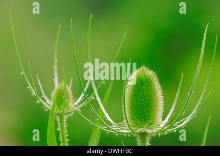 Fuller die Karde oder wilden Karde (Dipsacus Sylvestris, Dipsacus Fullonum), North Rhine-Westphalia, Germany Stockfoto