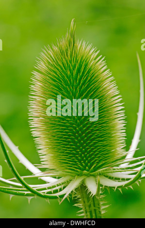 Fuller die Karde oder wilden Karde (Dipsacus Sylvestris, Dipsacus Fullonum), North Rhine-Westphalia, Germany Stockfoto