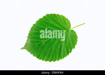 Dove Baum, Taschentuch, Ghost Tree (Davidia Involucrata), Blatt Stockfoto