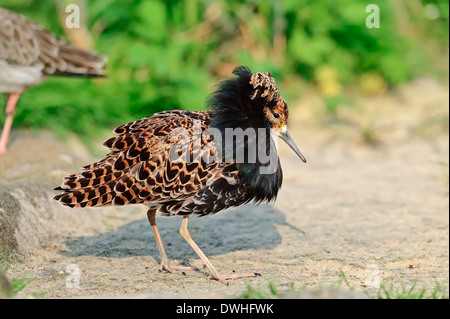 Kampfläufer (Philomachus Pugnax), Männlich Stockfoto