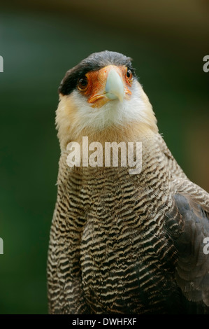 Südlichen Crested Caracara, Southern Caracara oder Carancho (Caracara Plancus, Caracara Plancus) Stockfoto