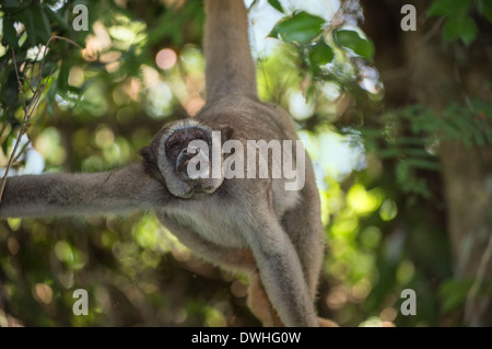 Nördliche Muriqui Stockfoto