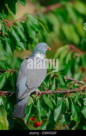 Gemeinsamen Ringeltaube (Columba Palumbus), North Rhine-Westphalia, Deutschland Stockfoto