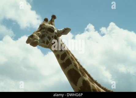 Giraffe mit Kopf in den Wolken, Parc Safari Africain, Hemmingford, Quebec, Kanada Stockfoto