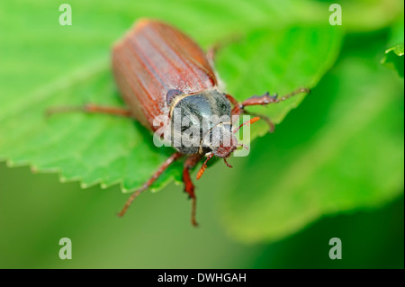 Gemeinsamen Maikäfer oder möglicherweise Fehler (Melolontha Melolontha), North Rhine-Westphalia, Germany Stockfoto