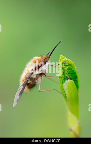 Größere Biene-Fly (große Bombylius), North Rhine-Westphalia, Deutschland Stockfoto