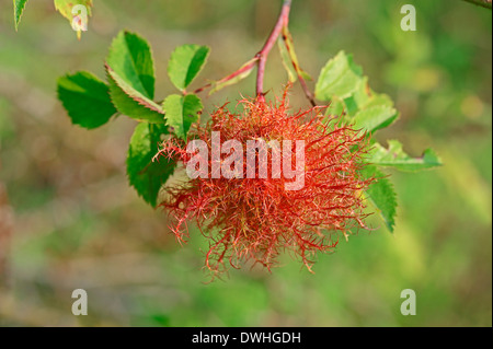 Rose Bedeguar Gall, Robins Nadelkissen Gall oder Moos Gall (Diplolepis Rosae), North Rhine-Westphalia, Germany Stockfoto