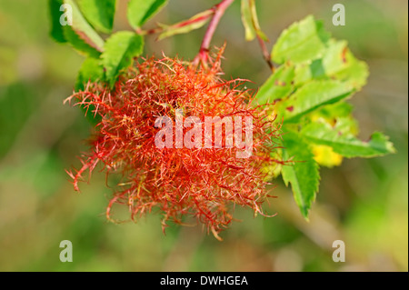 Rose Bedeguar Gall, Robins Nadelkissen Gall oder Moos Gall (Diplolepis Rosae), North Rhine-Westphalia, Germany Stockfoto