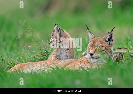 Eurasischer Luchs (Lynx Lynx), Weibchen mit Jungtier Stockfoto