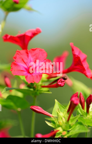 04:00 Pflanze oder Marvel von Peru (Mirabilis Jalapa) Stockfoto