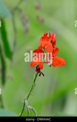 Scarlet Runner Bean oder Multiflora Bohne (Phaseolus Coccineus, Phaseolus Multiflorus), North Rhine-Westphalia, Germany Stockfoto