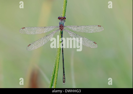 Willow Emerald Damselfly (Lestes Viridis, Chalcolestes Viridis), Männlich, North Rhine-Westphalia, Germany Stockfoto