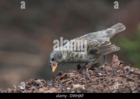 Galapagos Medium Boden-Fink Stockfoto