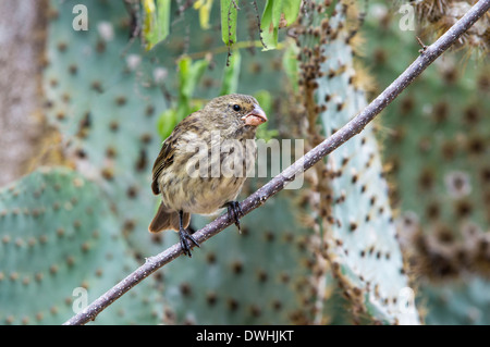 Mittlere Baum Finch Stockfoto