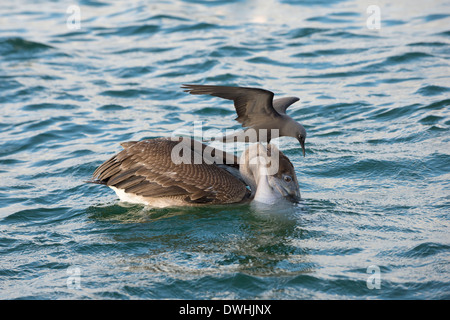 Galapagos Brown Pelican Stockfoto