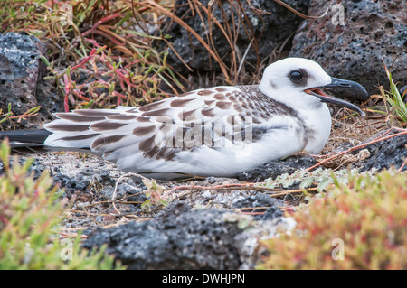 Zinnenkranz Gull Stockfoto