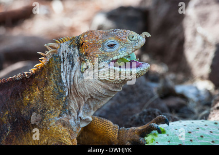 Land der Galapagos-Leguan Stockfoto