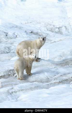 Eisbär Stockfoto