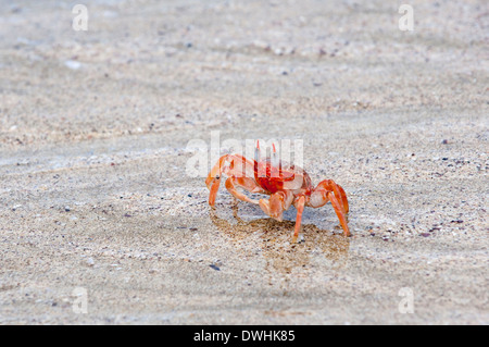 Ghost-Krabbe Stockfoto