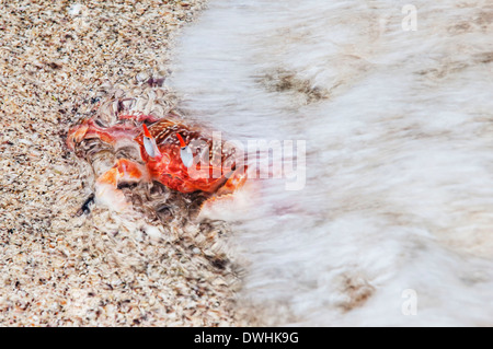 Ghost-Krabbe Stockfoto