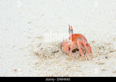 Ghost-Krabbe Stockfoto