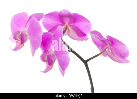Rosa Orchidee blüht isoliert auf weißem Hintergrund Stockfoto