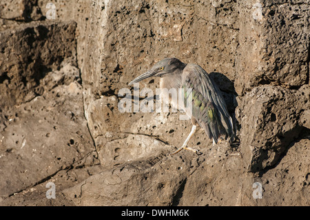 Butorides sundevalli Stockfoto