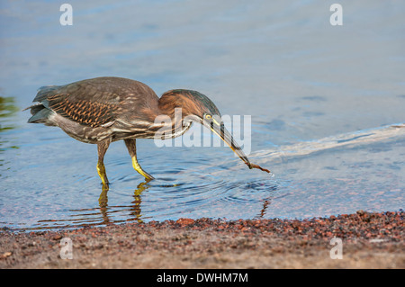 Butorides striata Stockfoto