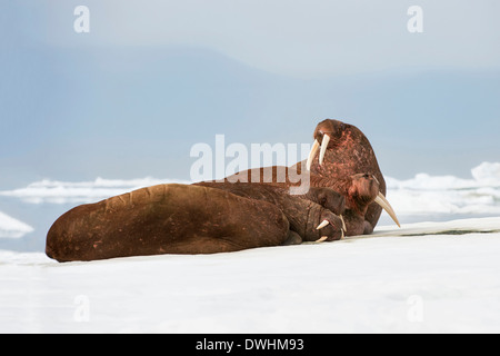 Odobenus rosmarus Stockfoto