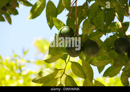 Frischen grünen Limetten auf Garten Baum hautnah Stockfoto