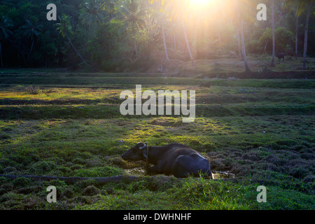 Wasserbüffel ruhen im Feld bei Sonnenuntergang Stockfoto