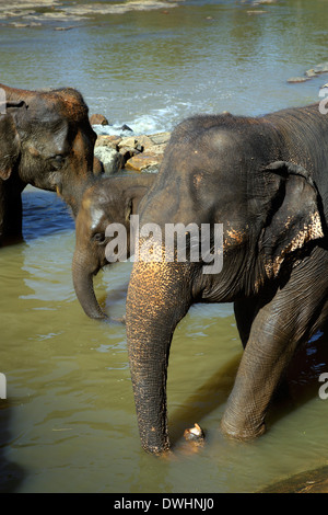 Elefanten Baden im Fluss bei Pinnawala Elefantenwaisenhaus Stockfoto