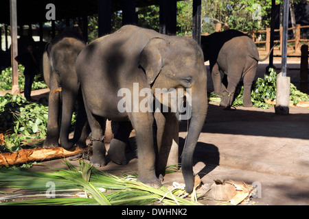 Junger Elefant Fütterung bei Pinnawala Elefanten-Waisenhaus in Sri Lanka Stockfoto