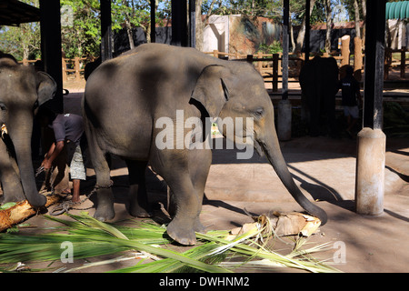 Junger Elefant Fütterung bei Pinnawala Elefanten-Waisenhaus in Sri Lanka Stockfoto