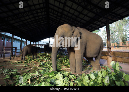 Junger Elefant Fütterung bei Pinnawala Elefanten-Waisenhaus in Sri Lanka Stockfoto