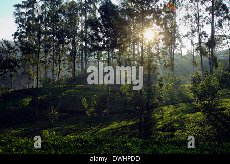 Am frühen Morgensonne durch Bäume in Teeplantage in der Nähe von Maskeliya im Hochland von Sri Lanka Stockfoto