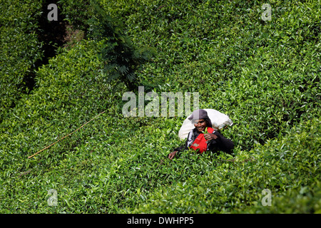 Tee-Plucker Kommissionierung Teeblätter auf Immobilien in der Nähe von Maskeliya in Sri Lanka Hochland Stockfoto