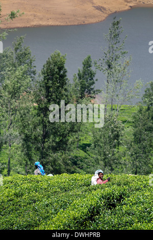 Tee-Pflückerinnen Kommissionierung Teeblätter auf Immobilien in der Nähe von Maskeliya in Sri Lanka Hochland Stockfoto